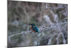 A Brilliantly Hued Kingfisher Sits on a Frost Covered Branch-Alex Saberi-Mounted Photographic Print