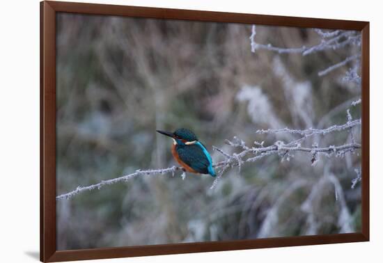 A Brilliantly Hued Kingfisher Sits on a Frost Covered Branch-Alex Saberi-Framed Photographic Print