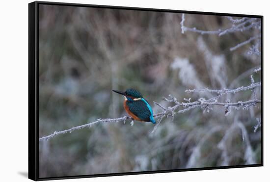 A Brilliantly Hued Kingfisher Sits on a Frost Covered Branch-Alex Saberi-Framed Stretched Canvas