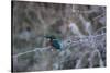 A Brilliantly Hued Kingfisher Sits on a Frost Covered Branch-Alex Saberi-Stretched Canvas