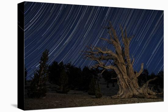 A Bristlecone Pine Tree Sits Against a Path of Star Tails, California-null-Stretched Canvas