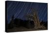 A Bristlecone Pine Tree Sits Against a Path of Star Tails, California-null-Stretched Canvas