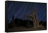 A Bristlecone Pine Tree Sits Against a Path of Star Tails, California-null-Framed Stretched Canvas