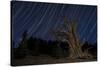 A Bristlecone Pine Tree Sits Against a Path of Star Tails, California-null-Stretched Canvas