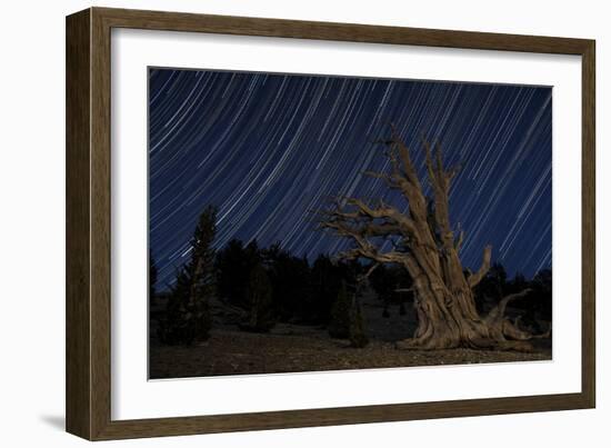 A Bristlecone Pine Tree Sits Against a Path of Star Tails, California-null-Framed Photographic Print