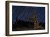 A Bristlecone Pine Tree Sits Against a Path of Star Tails, California-null-Framed Photographic Print