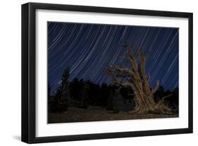 A Bristlecone Pine Tree Sits Against a Path of Star Tails, California-null-Framed Photographic Print