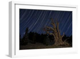 A Bristlecone Pine Tree Sits Against a Path of Star Tails, California-null-Framed Photographic Print