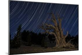 A Bristlecone Pine Tree Sits Against a Path of Star Tails, California-null-Mounted Photographic Print