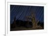 A Bristlecone Pine Tree Sits Against a Path of Star Tails, California-null-Framed Photographic Print