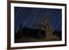 A Bristlecone Pine Tree Sits Against a Path of Star Tails, California-null-Framed Photographic Print