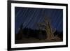 A Bristlecone Pine Tree Sits Against a Path of Star Tails, California-null-Framed Photographic Print