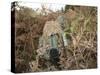 A British Army Sniper Team Dressed in Ghillie Suits-Stocktrek Images-Stretched Canvas