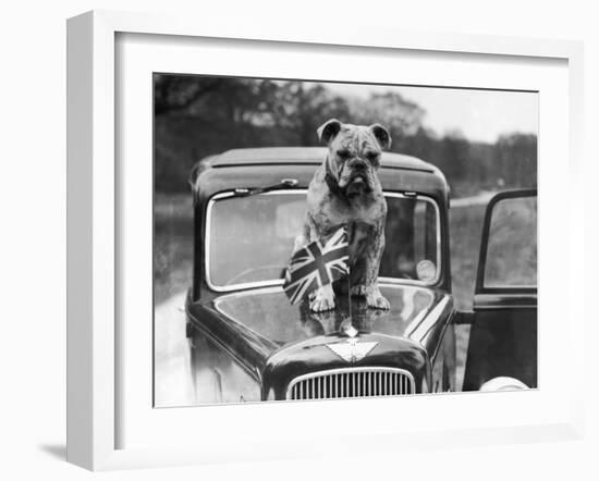 A British Bulldog Stands Proudly Behind a Union Jack Flag on a Car Bonnet-null-Framed Photographic Print