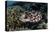 A Broadclub Cuttlefish Lays Eggs in a Coral Colony-Stocktrek Images-Stretched Canvas