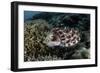 A Broadclub Cuttlefish Lays Eggs in a Coral Colony-Stocktrek Images-Framed Photographic Print