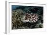 A Broadclub Cuttlefish Lays Eggs in a Coral Colony-Stocktrek Images-Framed Photographic Print