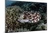 A Broadclub Cuttlefish Lays Eggs in a Coral Colony-Stocktrek Images-Mounted Photographic Print