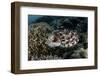 A Broadclub Cuttlefish Lays Eggs in a Coral Colony-Stocktrek Images-Framed Photographic Print