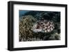 A Broadclub Cuttlefish Lays Eggs in a Coral Colony-Stocktrek Images-Framed Photographic Print