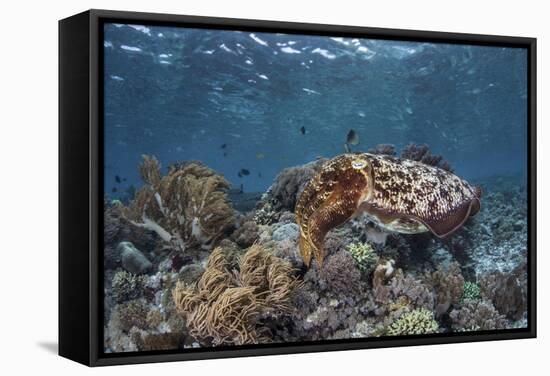 A Broadclub Cuttlefish Swims Above a Diverse Reef in Indonesia-Stocktrek Images-Framed Stretched Canvas