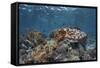 A Broadclub Cuttlefish Swims Above a Diverse Reef in Indonesia-Stocktrek Images-Framed Stretched Canvas