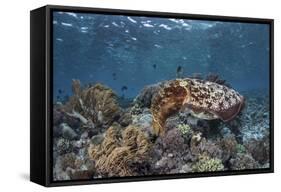 A Broadclub Cuttlefish Swims Above a Diverse Reef in Indonesia-Stocktrek Images-Framed Stretched Canvas