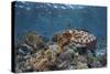 A Broadclub Cuttlefish Swims Above a Diverse Reef in Indonesia-Stocktrek Images-Stretched Canvas