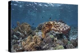 A Broadclub Cuttlefish Swims Above a Diverse Reef in Indonesia-Stocktrek Images-Stretched Canvas