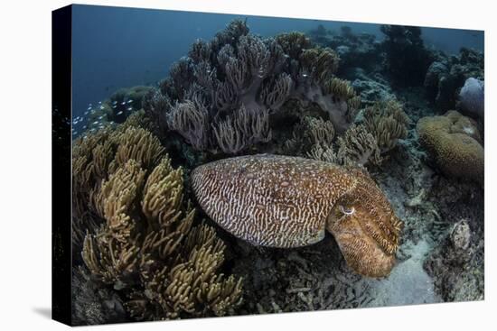 A Broadclub Cuttlefish Swims Above a Diverse Reef in Indonesia-Stocktrek Images-Stretched Canvas