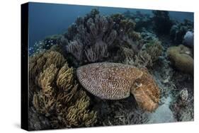 A Broadclub Cuttlefish Swims Above a Diverse Reef in Indonesia-Stocktrek Images-Stretched Canvas