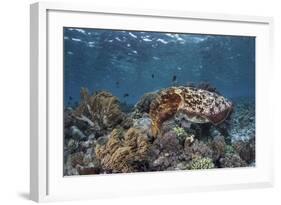 A Broadclub Cuttlefish Swims Above a Diverse Reef in Indonesia-Stocktrek Images-Framed Photographic Print