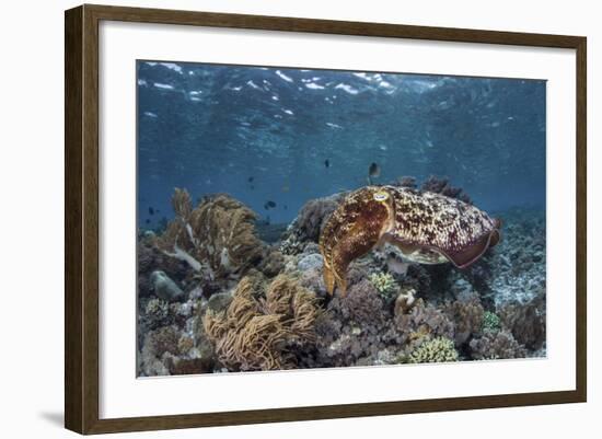 A Broadclub Cuttlefish Swims Above a Diverse Reef in Indonesia-Stocktrek Images-Framed Photographic Print