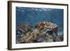 A Broadclub Cuttlefish Swims Above a Diverse Reef in Indonesia-Stocktrek Images-Framed Photographic Print