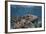 A Broadclub Cuttlefish Swims Above a Diverse Reef in Indonesia-Stocktrek Images-Framed Photographic Print