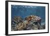 A Broadclub Cuttlefish Swims Above a Diverse Reef in Indonesia-Stocktrek Images-Framed Photographic Print