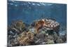 A Broadclub Cuttlefish Swims Above a Diverse Reef in Indonesia-Stocktrek Images-Mounted Photographic Print