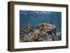 A Broadclub Cuttlefish Swims Above a Diverse Reef in Indonesia-Stocktrek Images-Framed Photographic Print