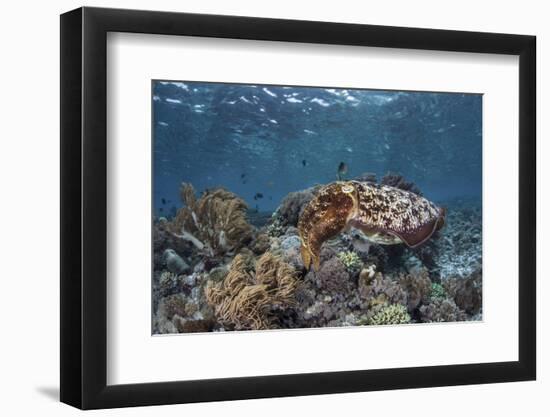 A Broadclub Cuttlefish Swims Above a Diverse Reef in Indonesia-Stocktrek Images-Framed Photographic Print