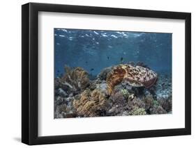 A Broadclub Cuttlefish Swims Above a Diverse Reef in Indonesia-Stocktrek Images-Framed Photographic Print