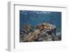 A Broadclub Cuttlefish Swims Above a Diverse Reef in Indonesia-Stocktrek Images-Framed Photographic Print