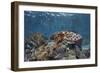 A Broadclub Cuttlefish Swims Above a Diverse Reef in Indonesia-Stocktrek Images-Framed Photographic Print