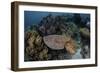 A Broadclub Cuttlefish Swims Above a Diverse Reef in Indonesia-Stocktrek Images-Framed Photographic Print