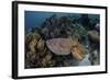 A Broadclub Cuttlefish Swims Above a Diverse Reef in Indonesia-Stocktrek Images-Framed Photographic Print