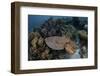 A Broadclub Cuttlefish Swims Above a Diverse Reef in Indonesia-Stocktrek Images-Framed Photographic Print