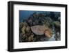 A Broadclub Cuttlefish Swims Above a Diverse Reef in Indonesia-Stocktrek Images-Framed Photographic Print