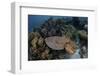 A Broadclub Cuttlefish Swims Above a Diverse Reef in Indonesia-Stocktrek Images-Framed Photographic Print