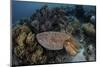 A Broadclub Cuttlefish Swims Above a Diverse Reef in Indonesia-Stocktrek Images-Mounted Photographic Print