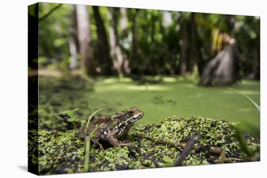 A Bronze Frog at Jean Lafitte National Historical Park and Preserve, New Orleans, Louisiana-Neil Losin-Stretched Canvas