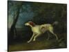 A Brown and White Setter in a Wooded Landscape, 1773-Sawrey Gilpin-Stretched Canvas